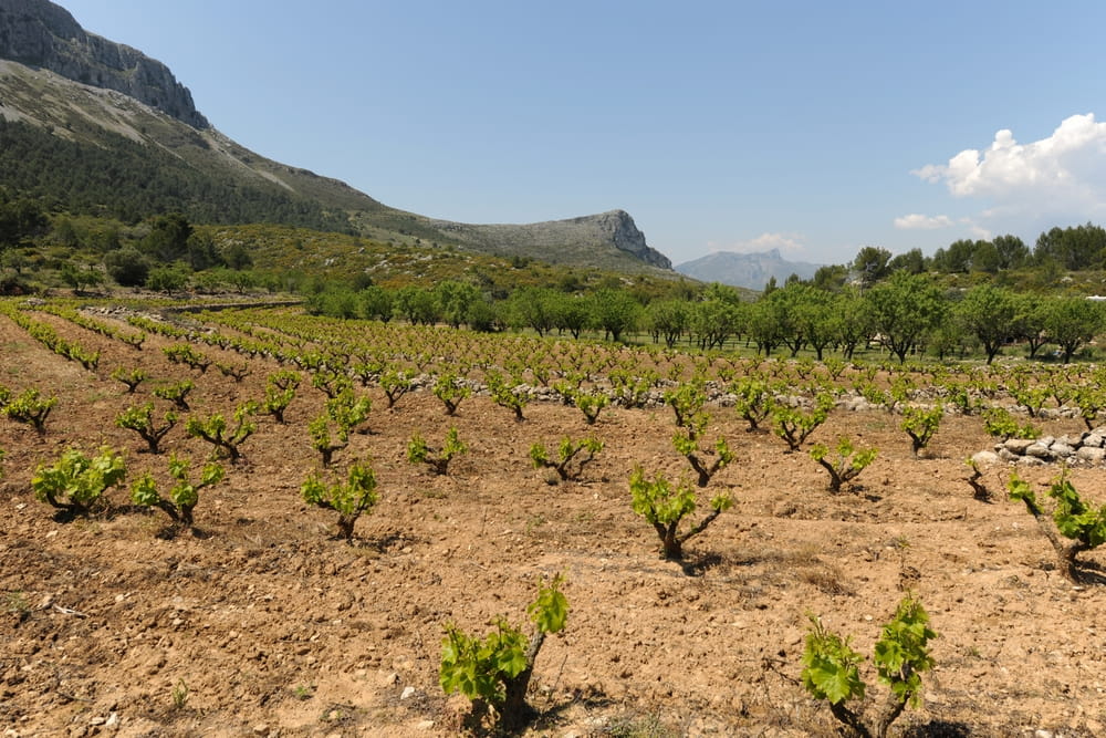 Wine tourism in Alicante vineyards
