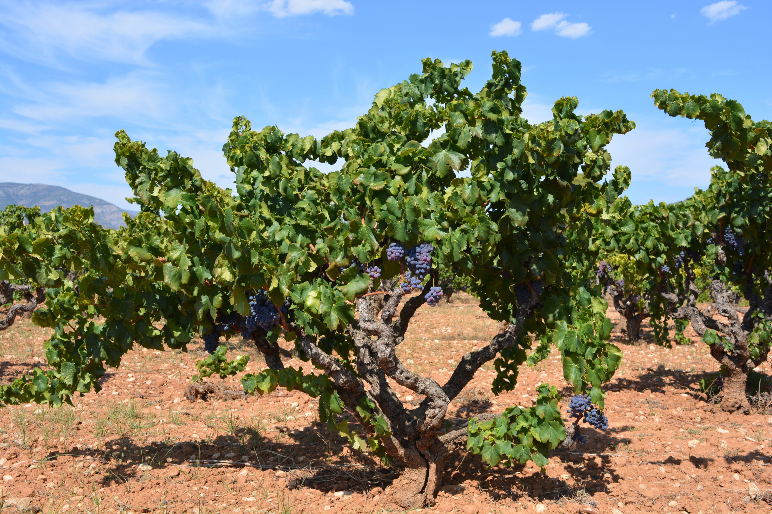 Wine route experience in Alicante