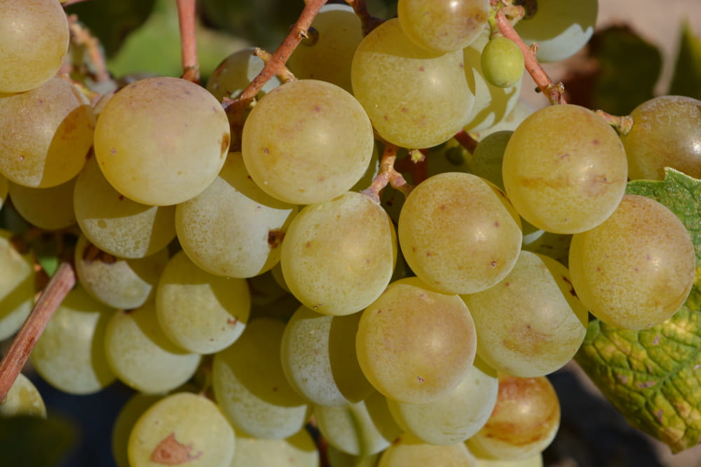 Wineries and vineyards in Alicante