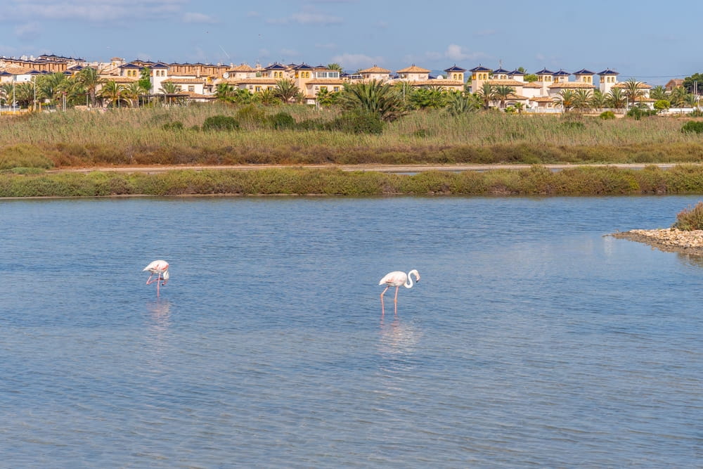 Salinas de Santa Pola – природный парк и фламинго рядом с Аликанте